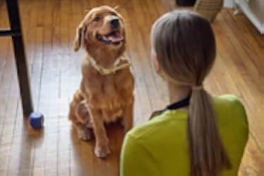 Everything Puppies 2024