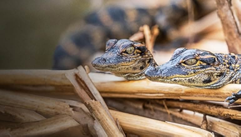 Prowlers of the Everglades 1953