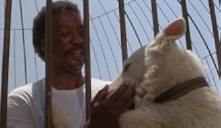 White Dog 1982