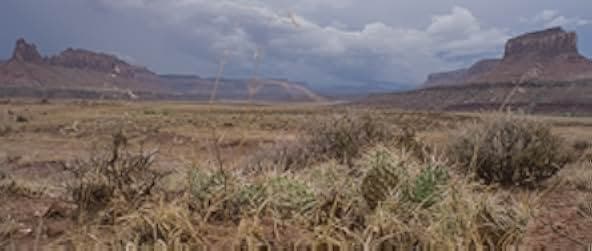 Collodion: The Process of Preservation 2020