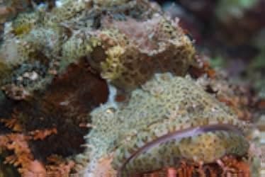 Under the Sea 3D 2009