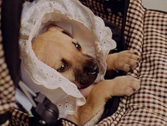 Chestnut: Hero of Central Park 2005