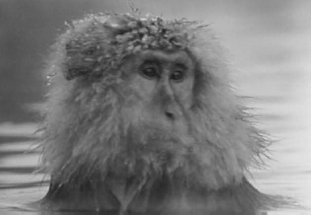 Baraka 1992