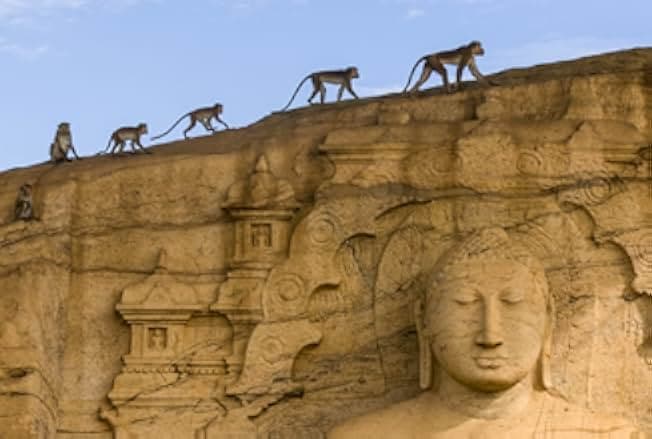 Monkey Kingdom 2015