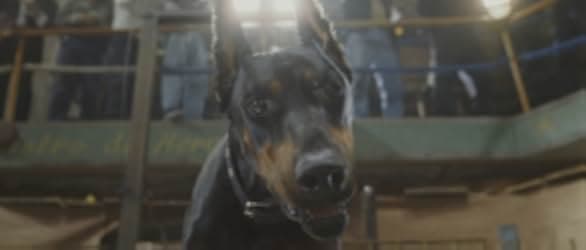 Beverly Hills Chihuahua 2008