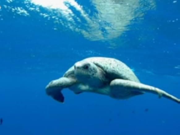 The Blue Planet 2002