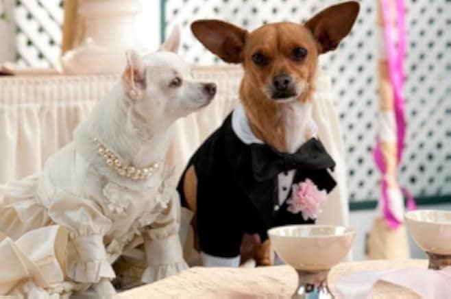 Beverly Hills Chihuahua 2 2011