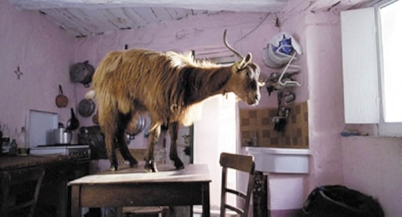 Le Quattro Volte 2010