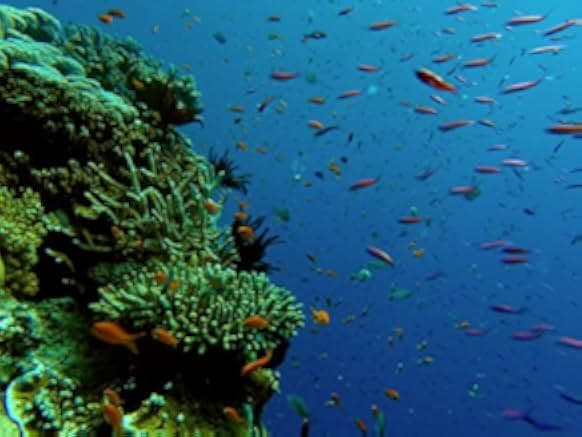 Great Barrier Reef 2012