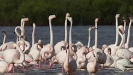 Spring: The Return of Life 2014