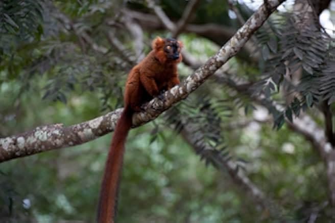 Island of Lemurs: Madagascar 2014