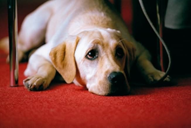 Quill: The Life of a Guide Dog 2004