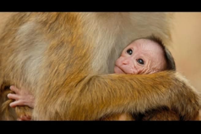 Monkey Kingdom 2015