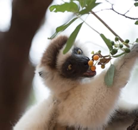Island of Lemurs: Madagascar 2014