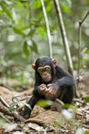 Chimpanzee 2012