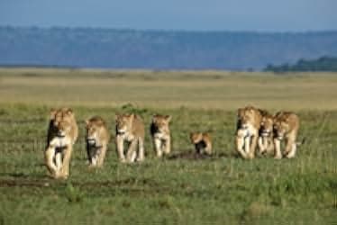 African Cats 2011