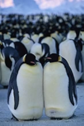 March of the Penguins 2005