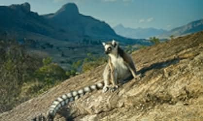 Island of Lemurs: Madagascar 2014