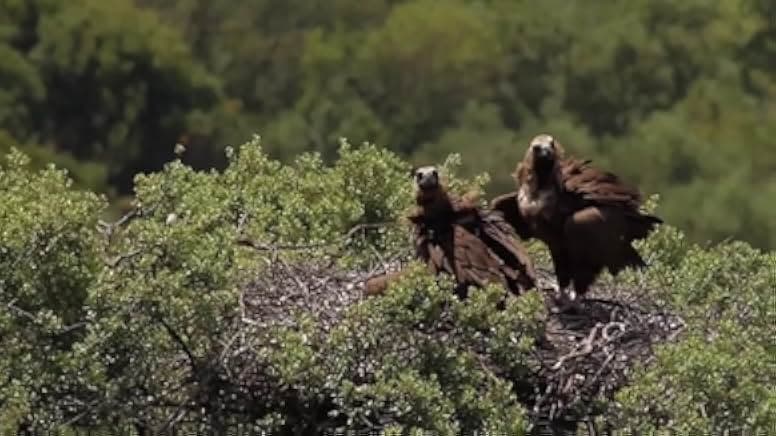 Spring: The Return of Life 2014