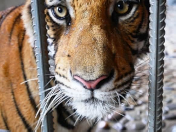 The Tiger Mafia 2016