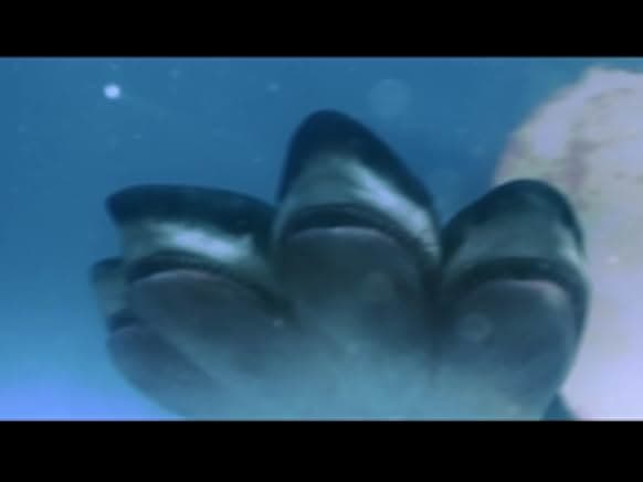 5 Headed Shark Attack 2017