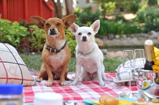 Beverly Hills Chihuahua 3: Viva La Fiesta! 2012