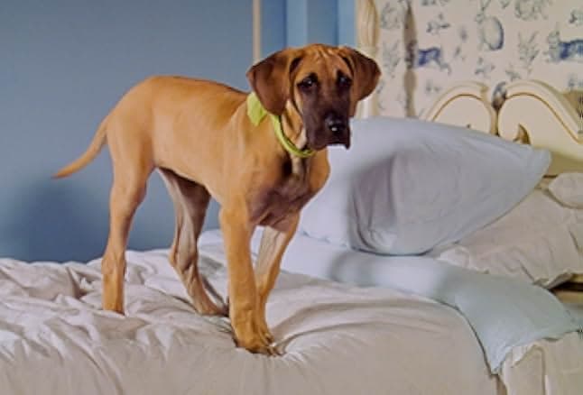 Chestnut: Hero of Central Park 2005