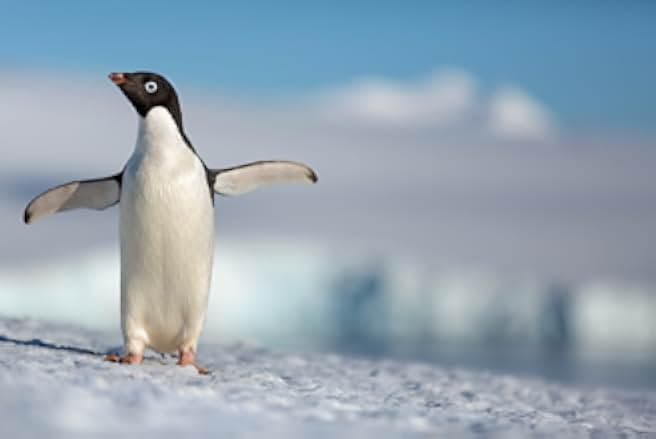 Penguins 2019
