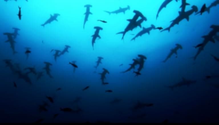 Sharkwater 2006