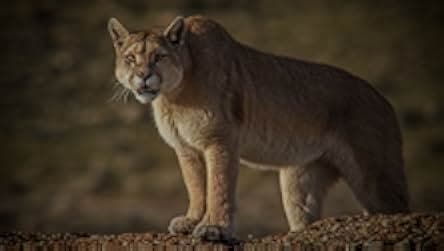 Into the Puma Triangle 2020