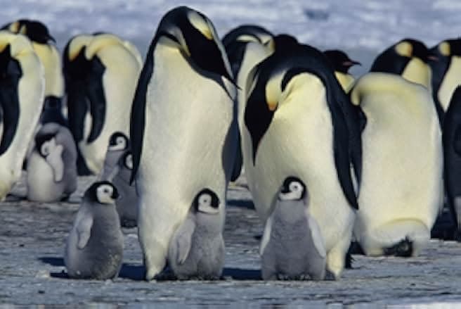 March of the Penguins 2005