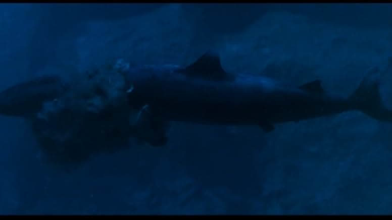 Cruel Jaws 1995