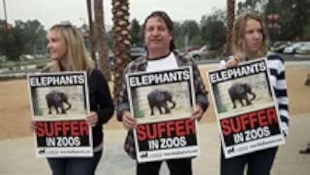 An Apology to Elephants 2013