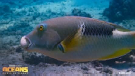 Oceans: Our Blue Planet 2012