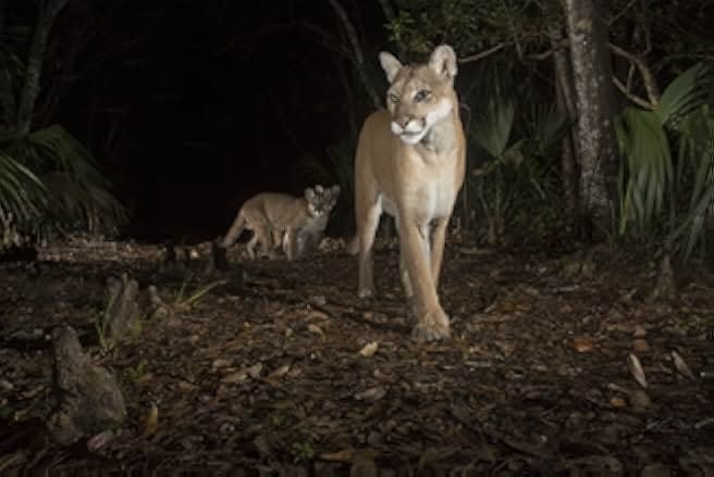 Path of the Panther 2022