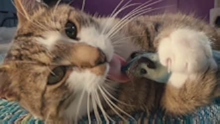 Inside the Mind of a Cat 2022