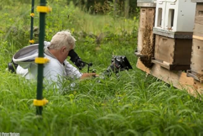 The Pollinators 2019