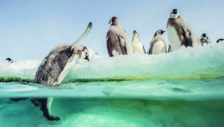 March of the Penguins 2: The Next Step 2017