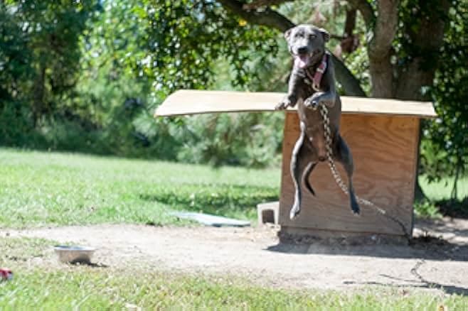 Breaking the Chain 2020