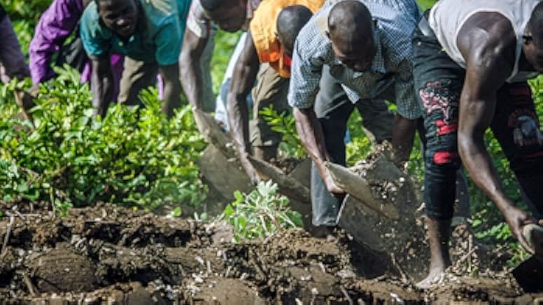 The Great Green Wall 2020