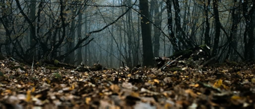 Les animaux anonymes 2020