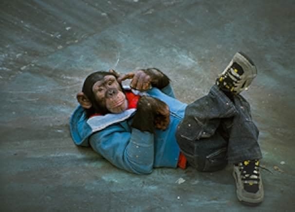 MVP: Most Vertical Primate 2001
