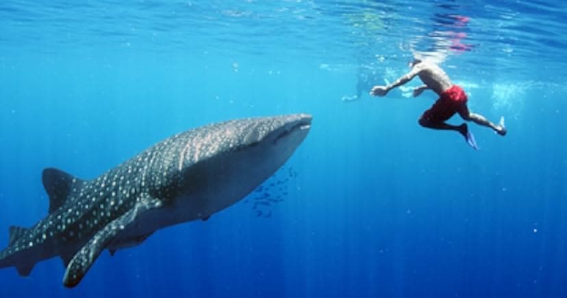 Journey to the South Pacific 2013