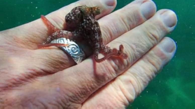 My Octopus Teacher 2020