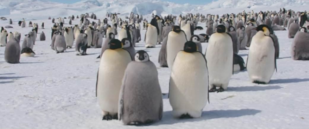 March of the Penguins 2: The Next Step 2017