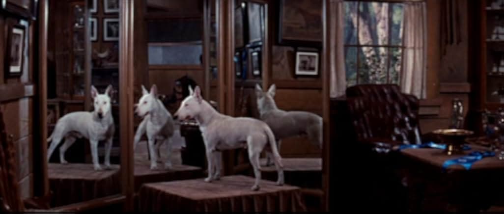 It's a Dog's Life 1955
