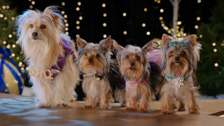 Puppy Star Christmas 2018