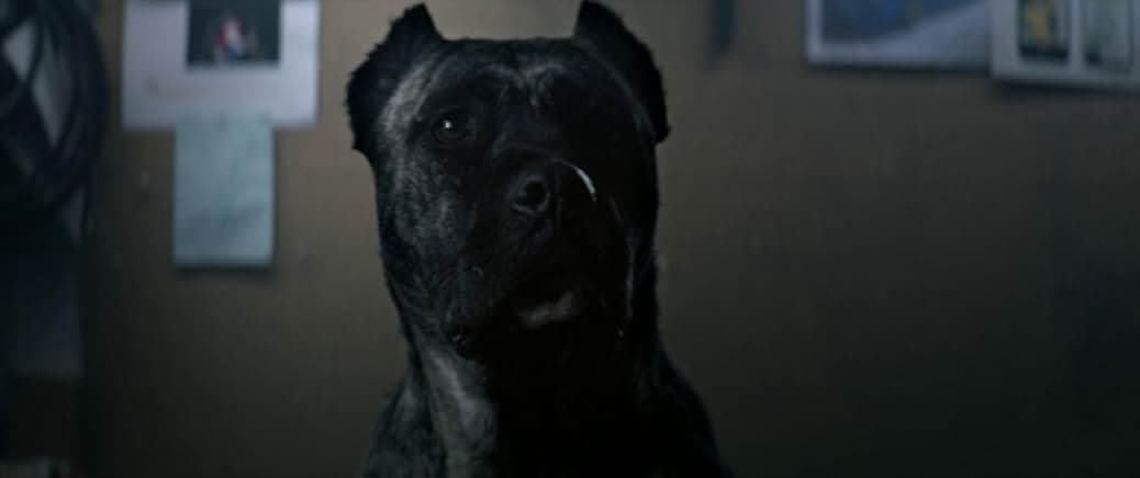 Bullet Head 2017