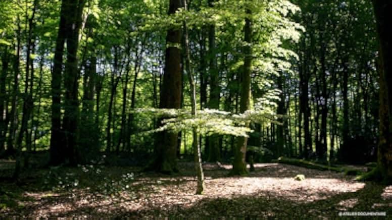 The Time of Forests 2018