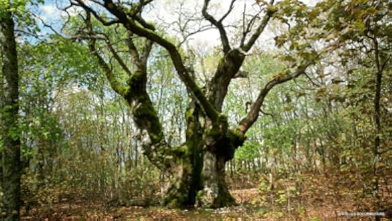 The Time of Forests 2018